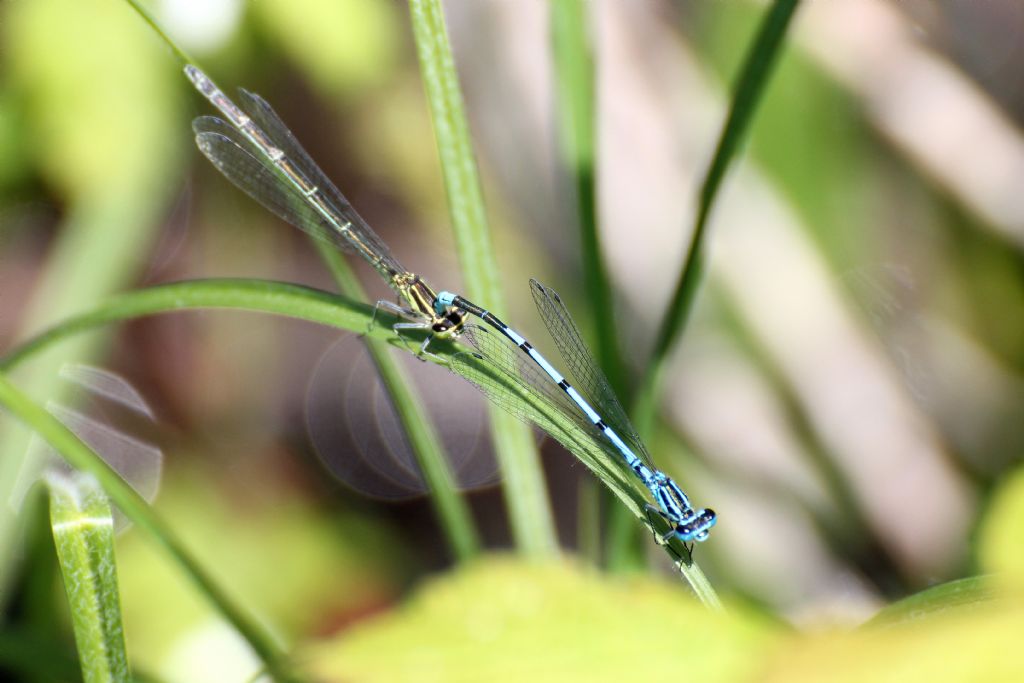 Coenagrion puella?